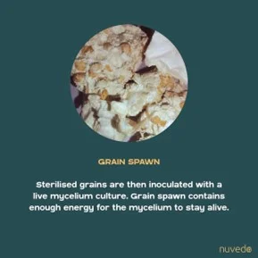 Infographic about grain spawn