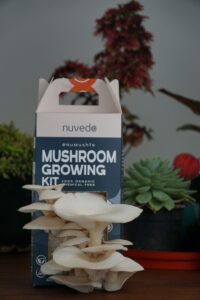 White oyster mushroom growing from Nuvedo's fairy white oyster mushroom growing kit