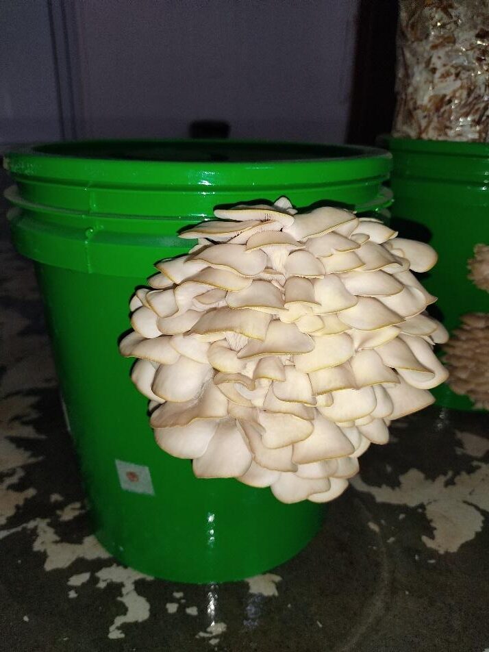 Gourmet] 5 Day progress on a Grey Oyster Mushroom in Straw 10lt