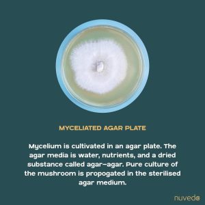 Picture of a myceliated agar plate